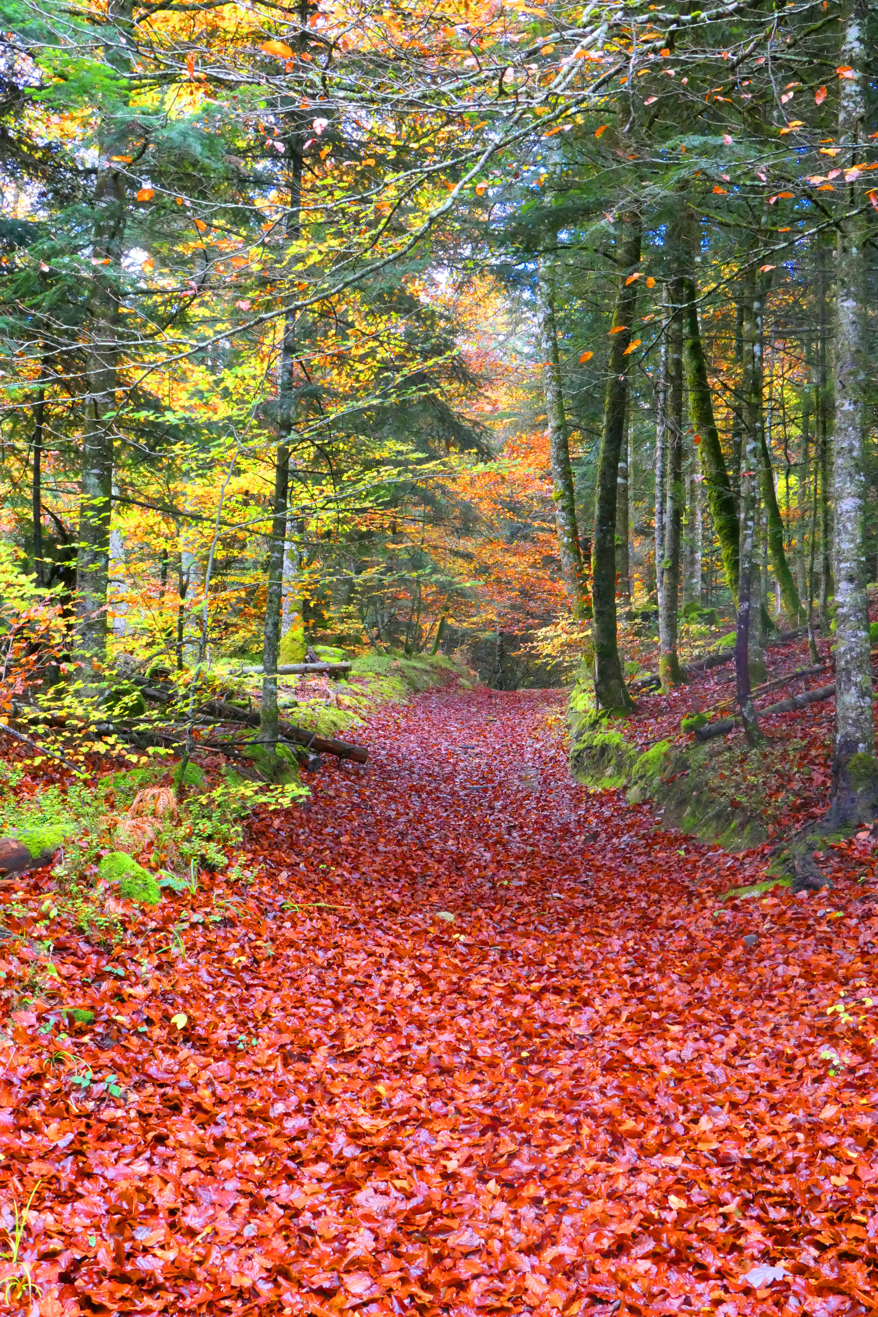 automne 17.JPG