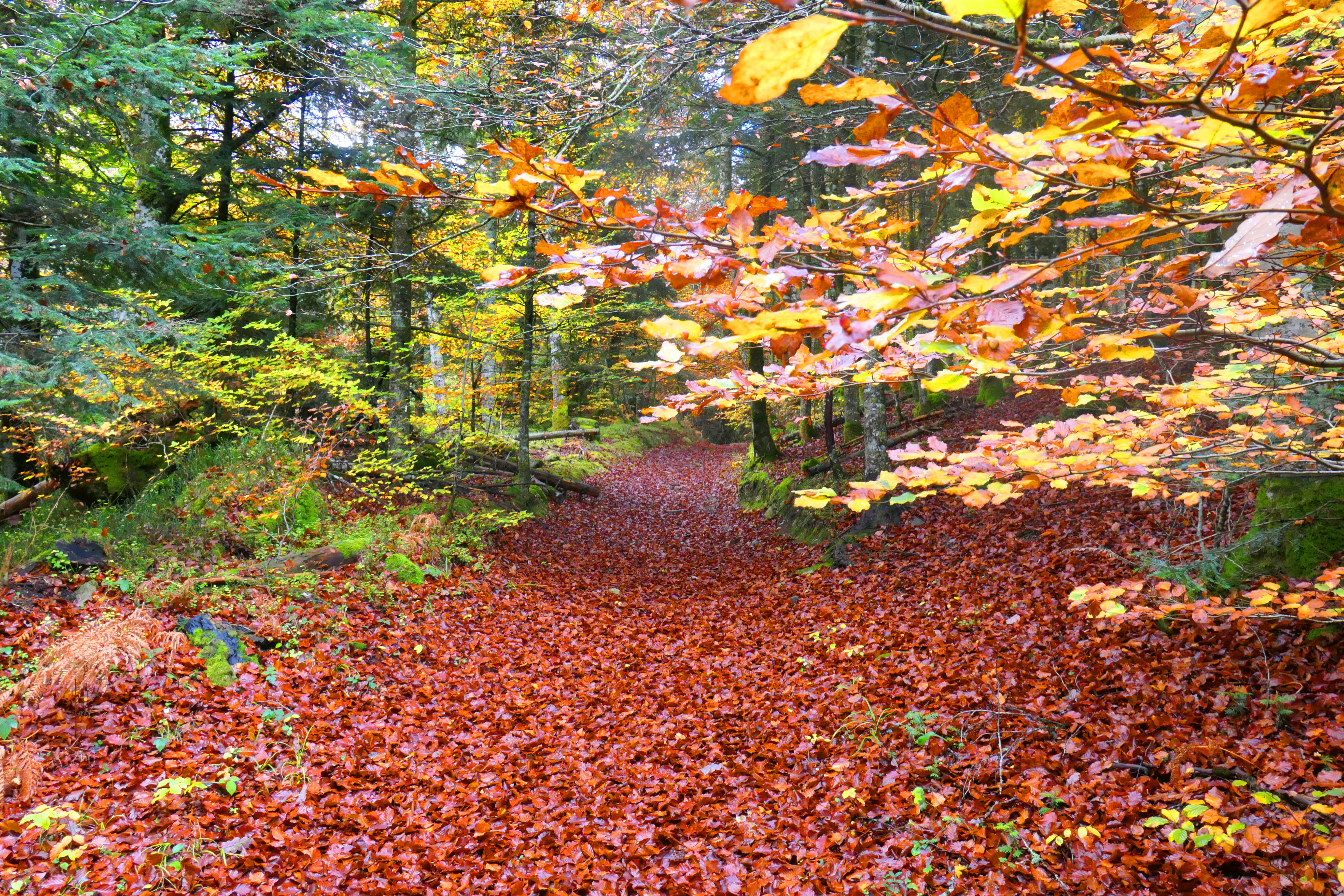 automne 21 (2).JPG
