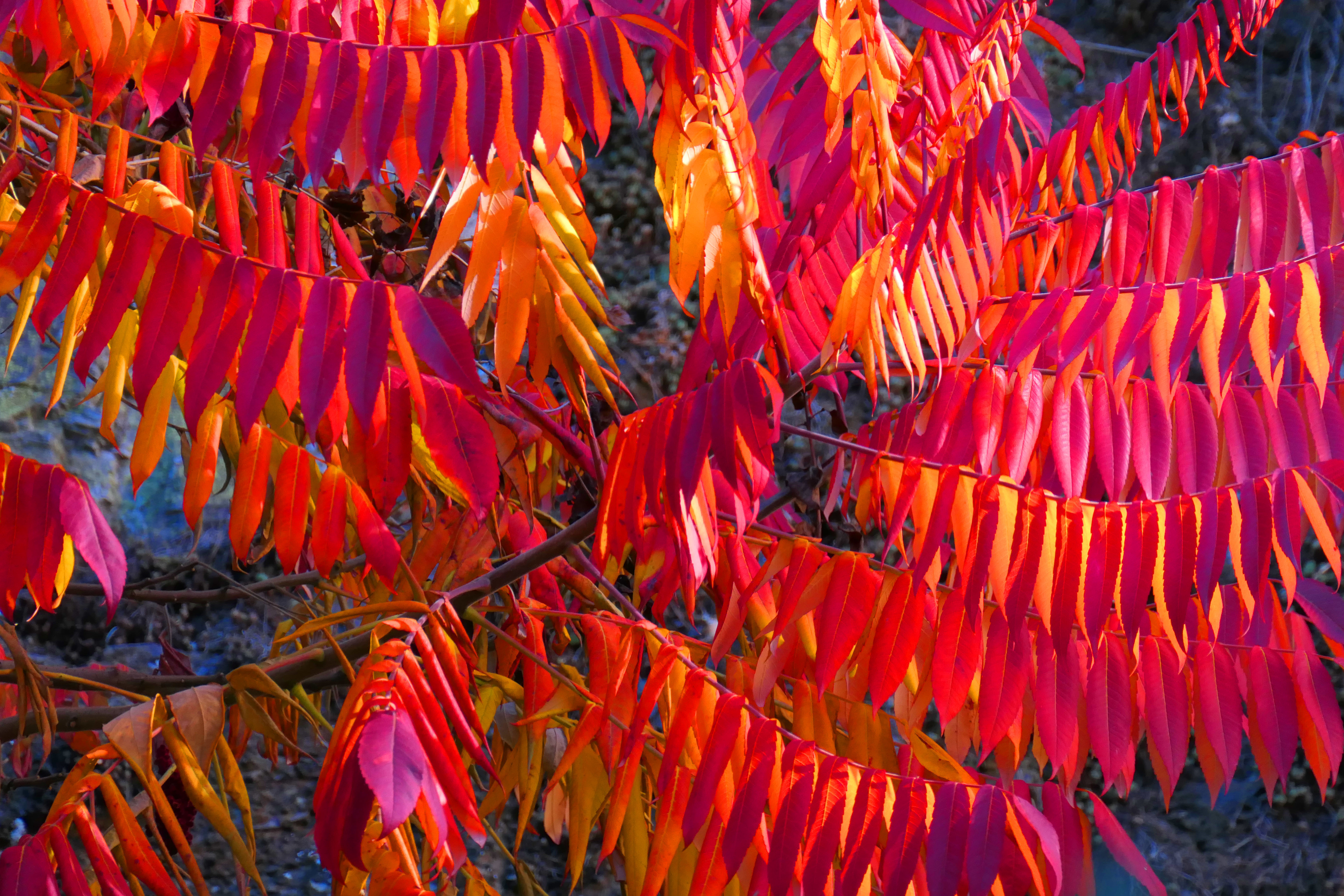 automne 21.JPG