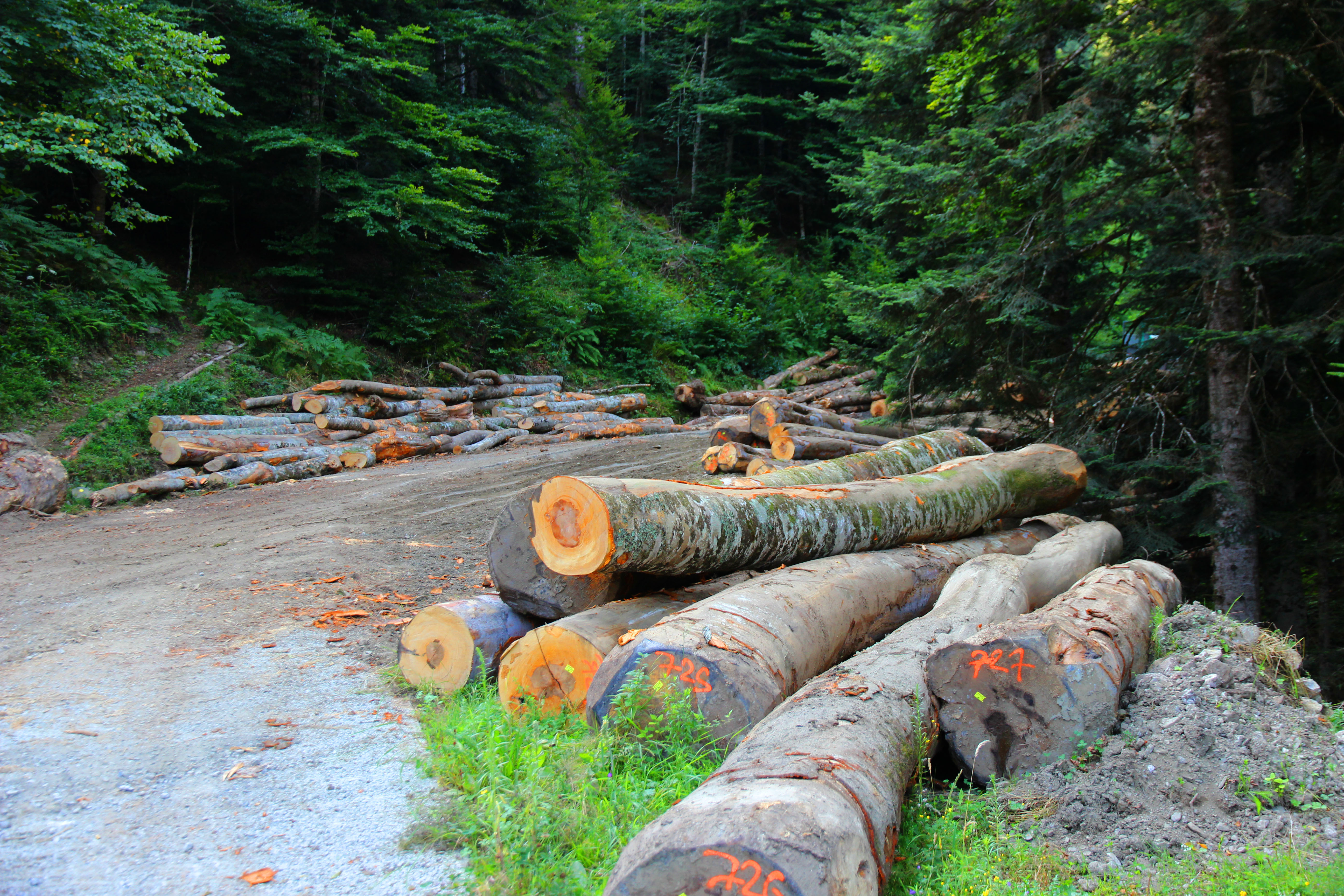 saint-mamet le bois neuf 03.JPG
