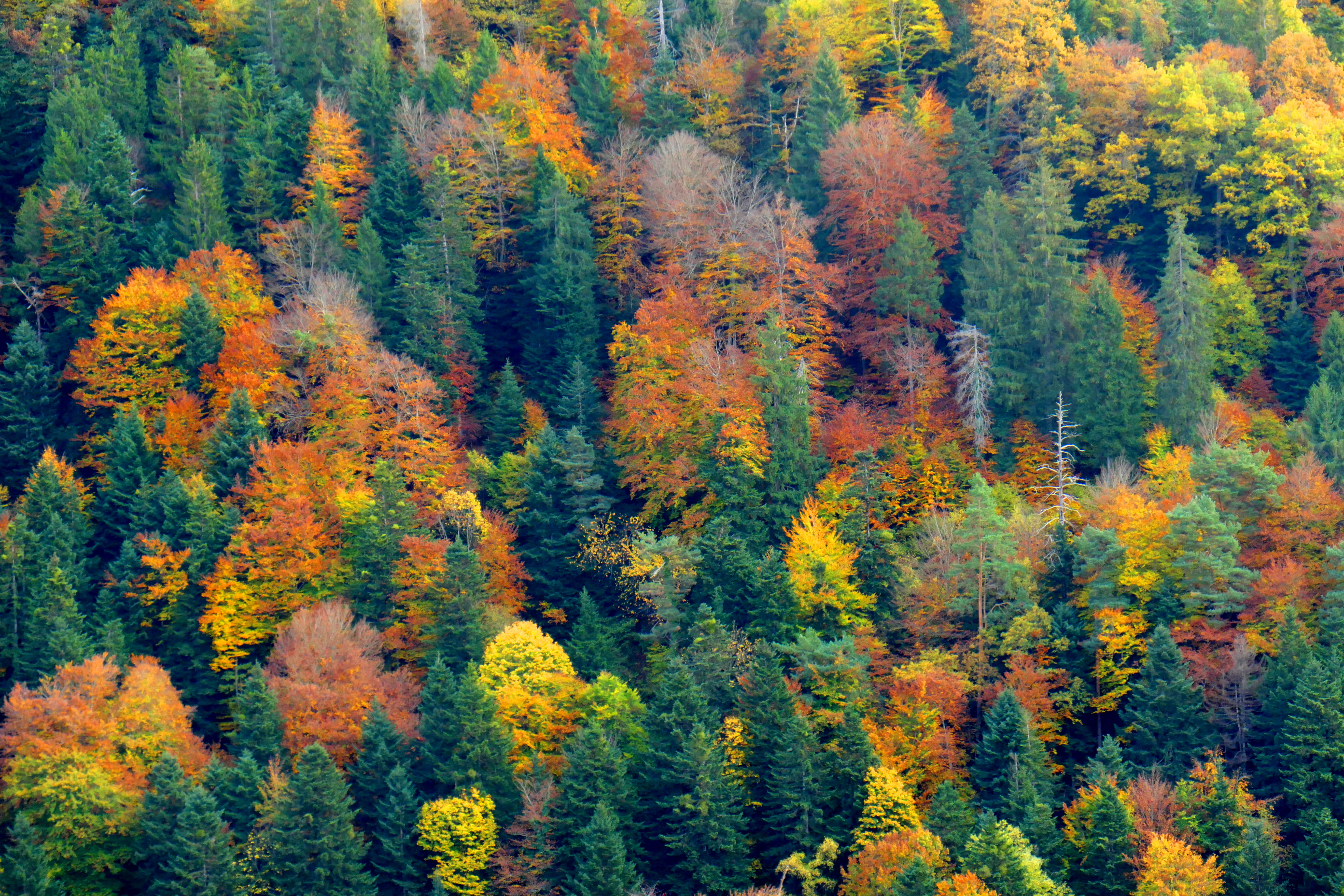automne 34.JPG