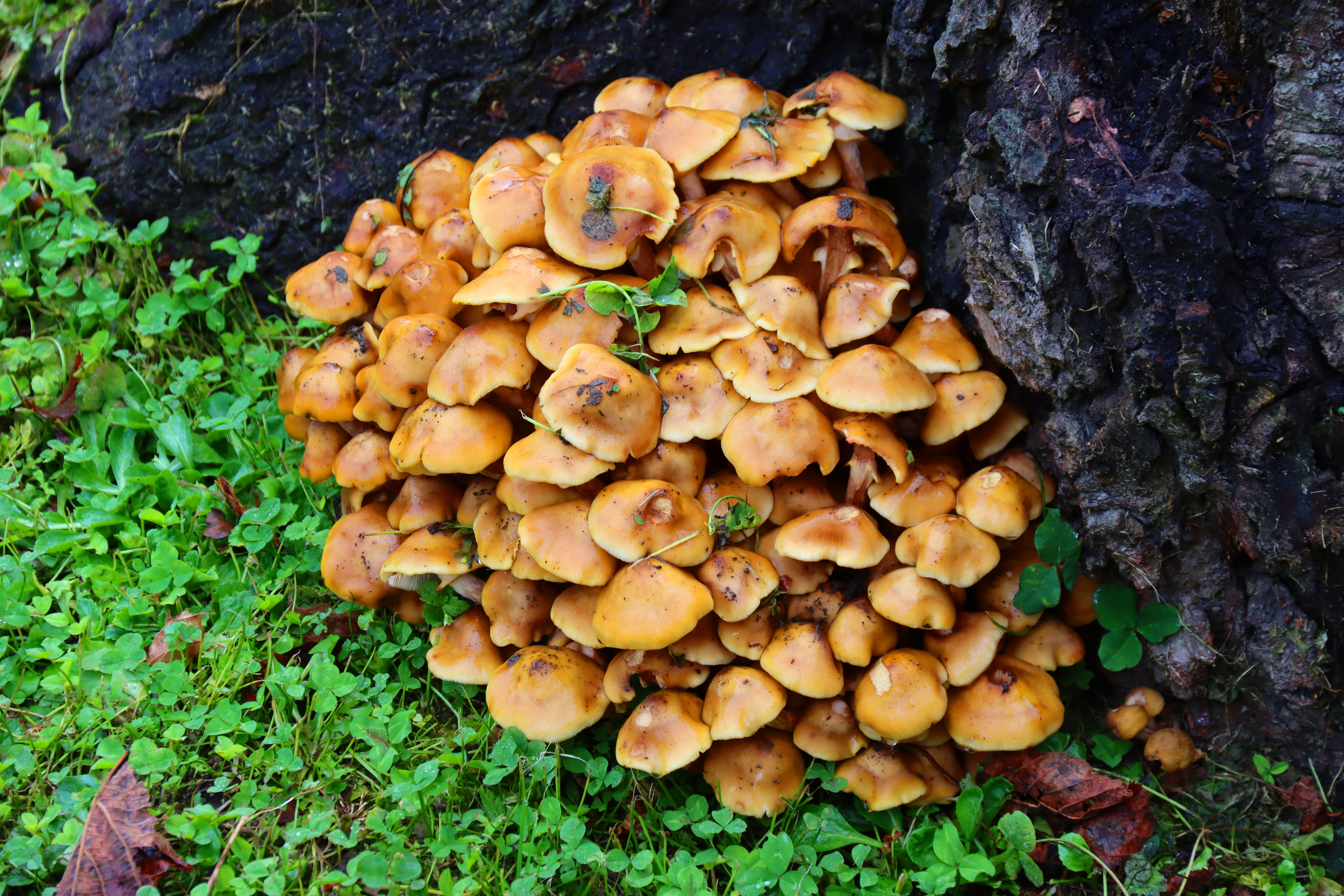 champignons 01.JPG