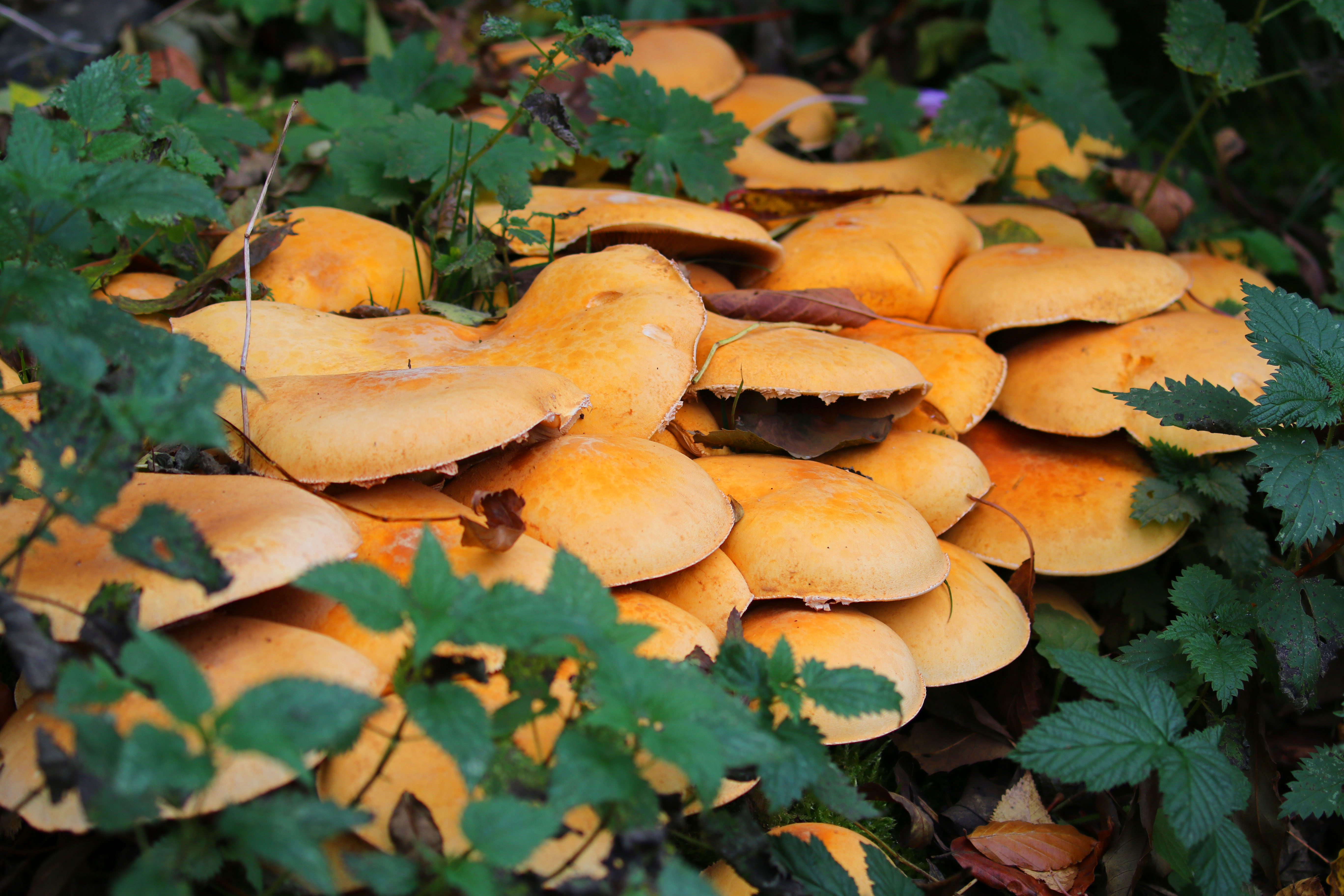 champignons01.JPG