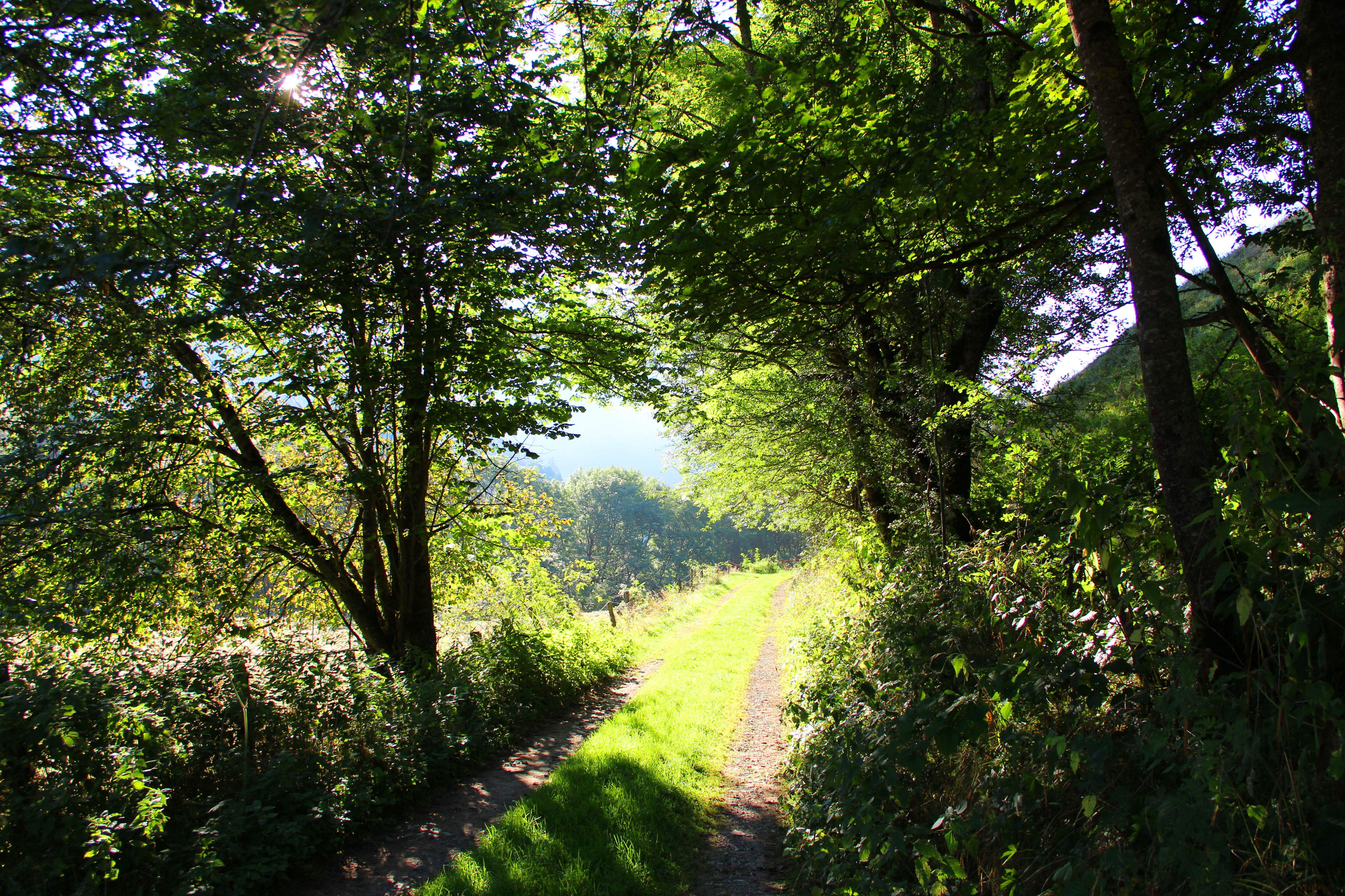 nature 02.JPG
