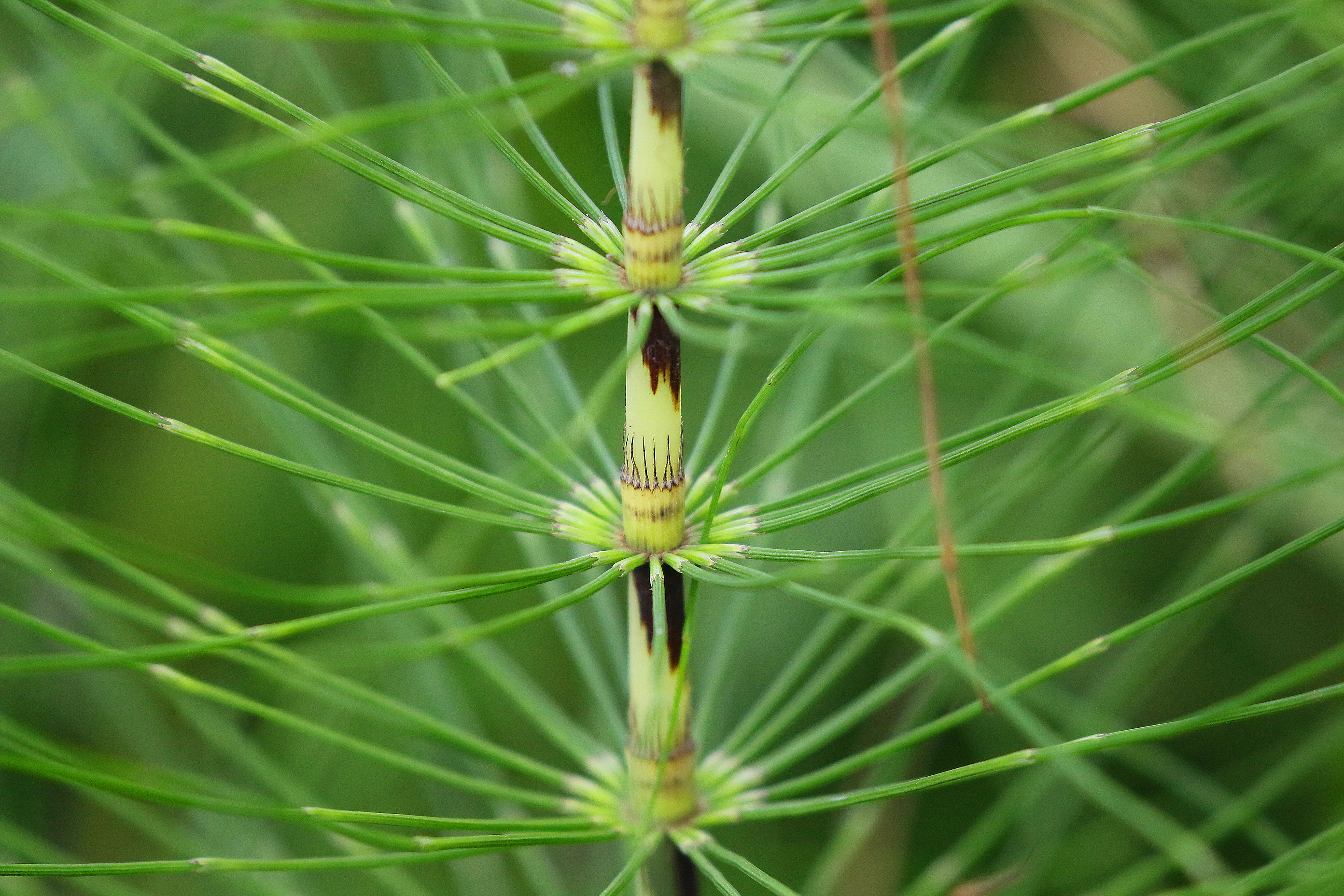 nature 01.JPG