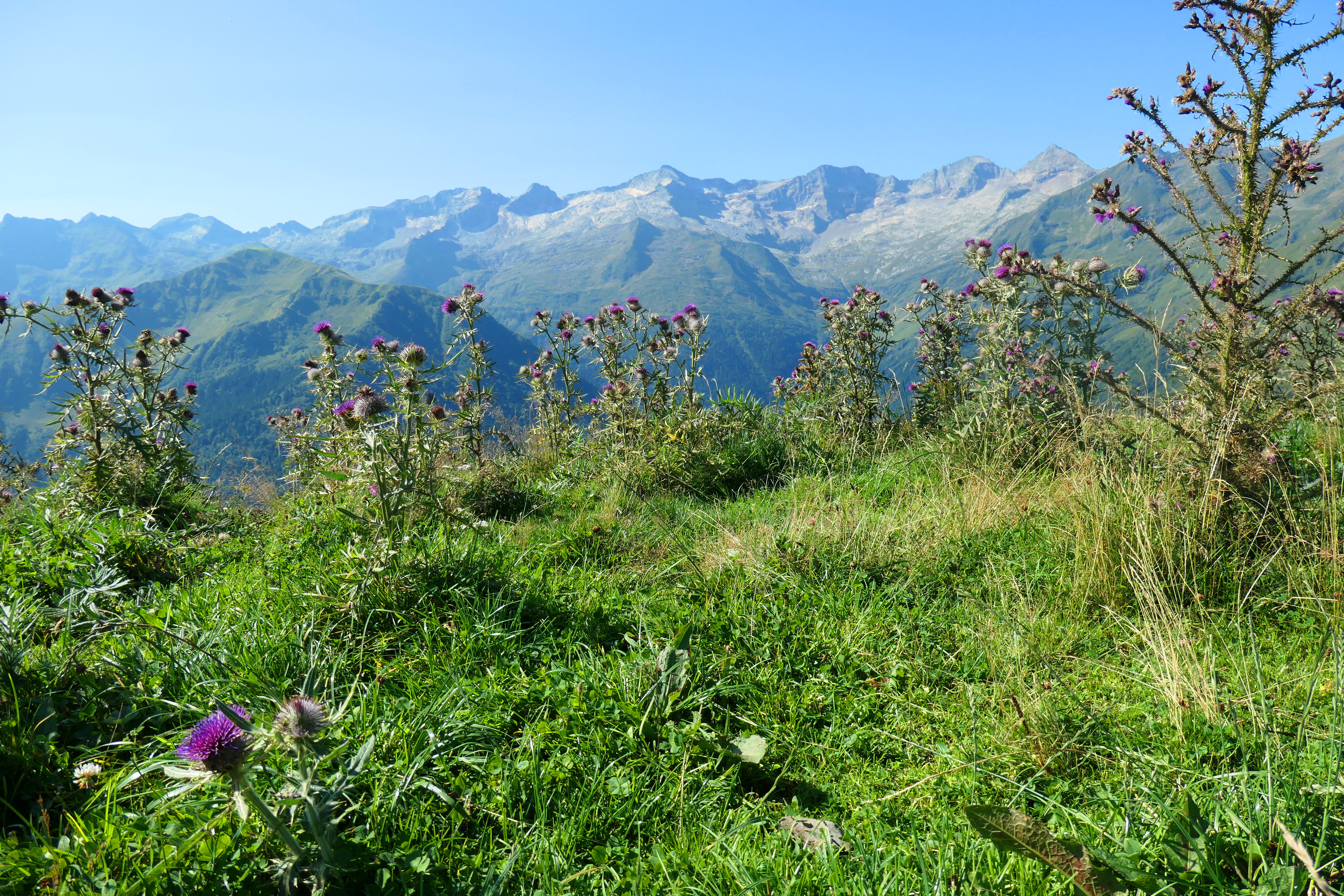 montagnes,chardon.JPG
