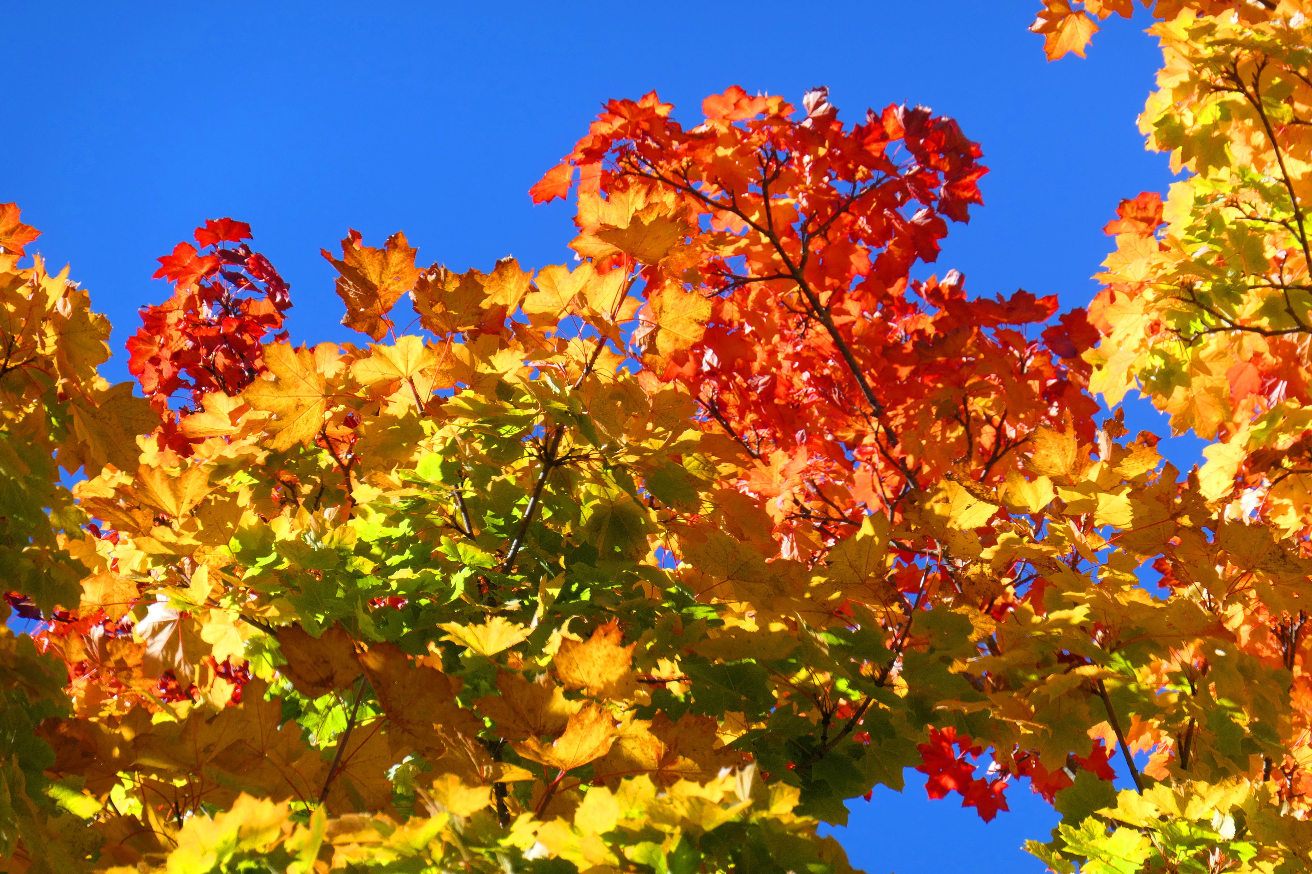 automne 03.JPG