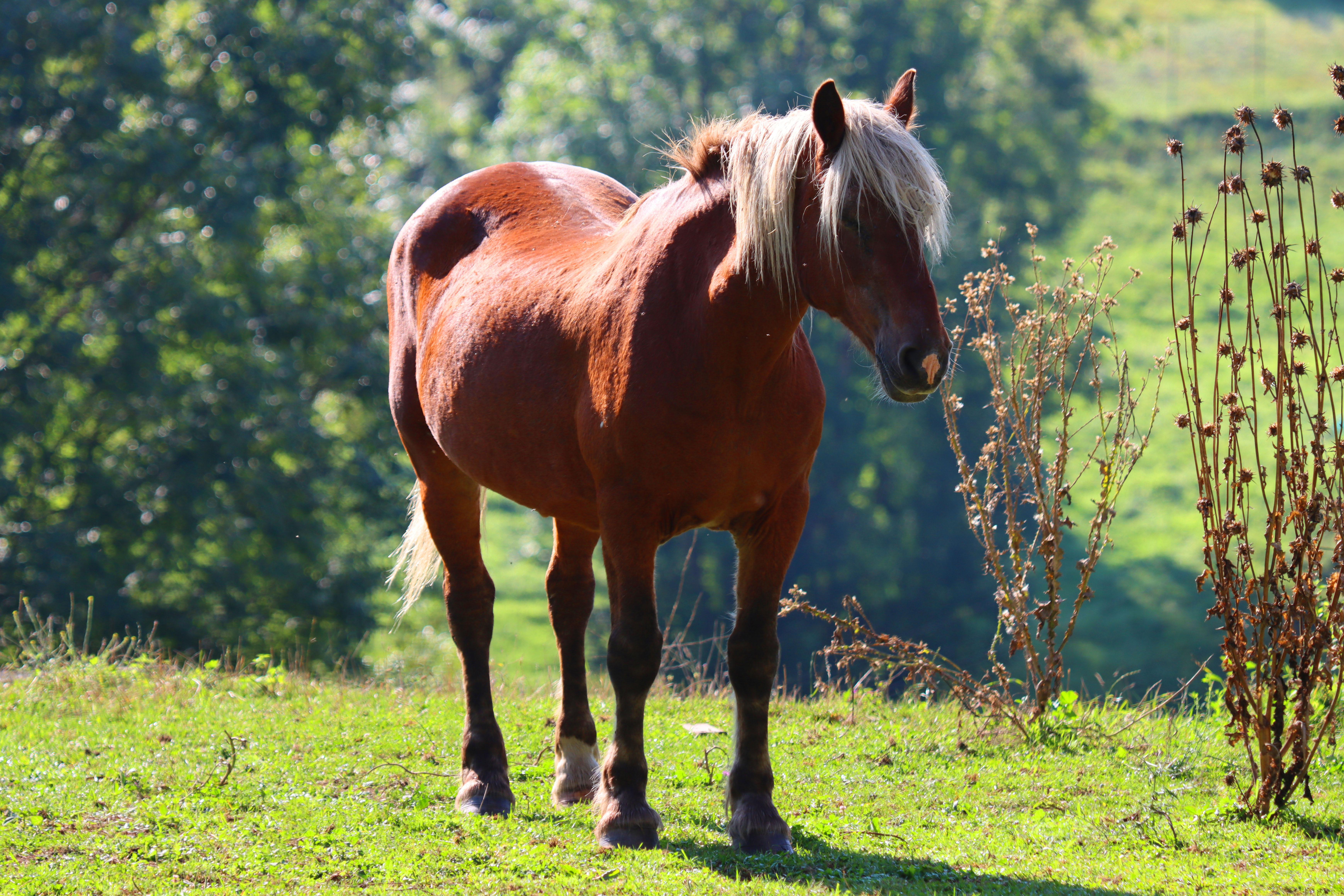 cheval.JPG