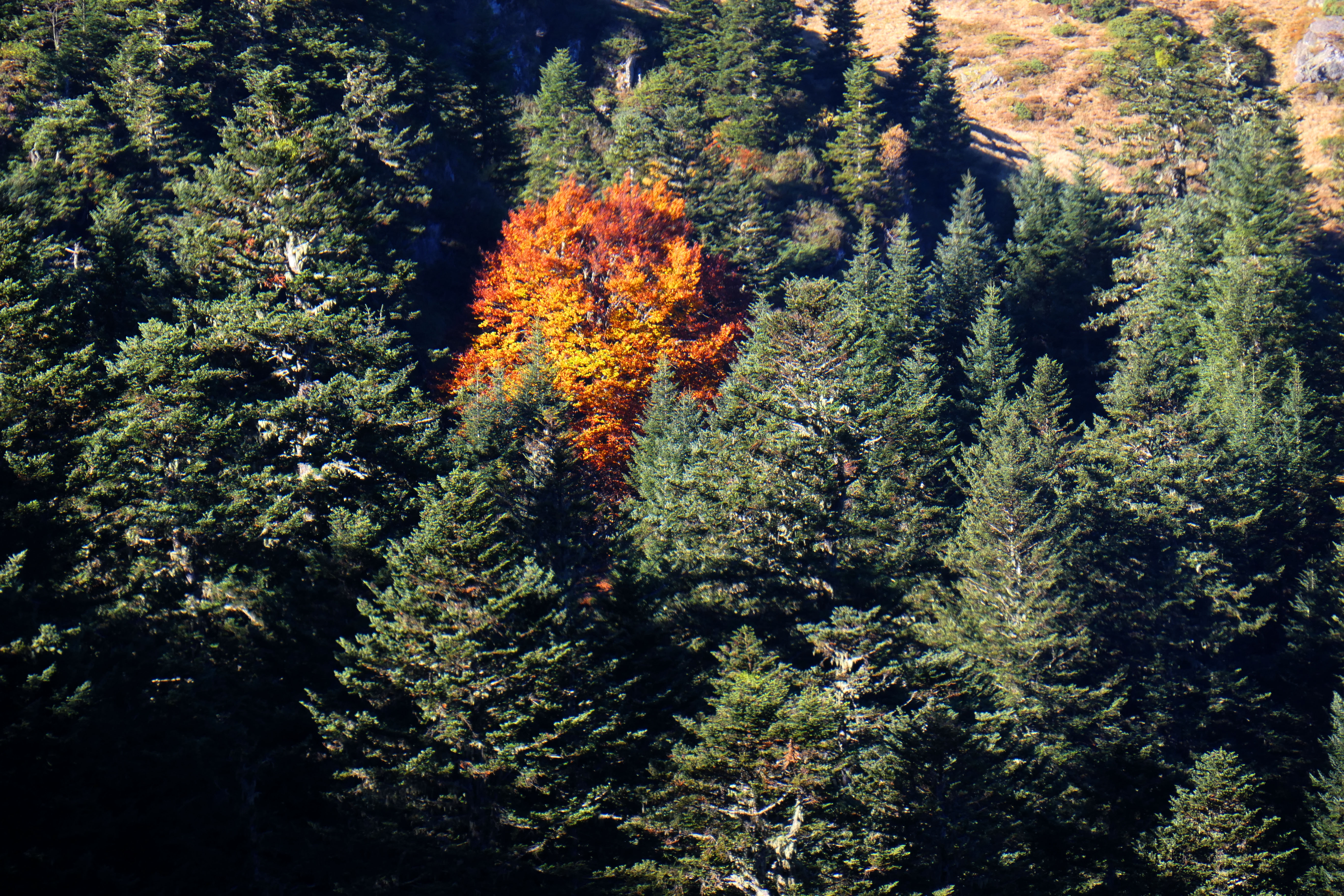 col de bal&eacute;s73.JPG