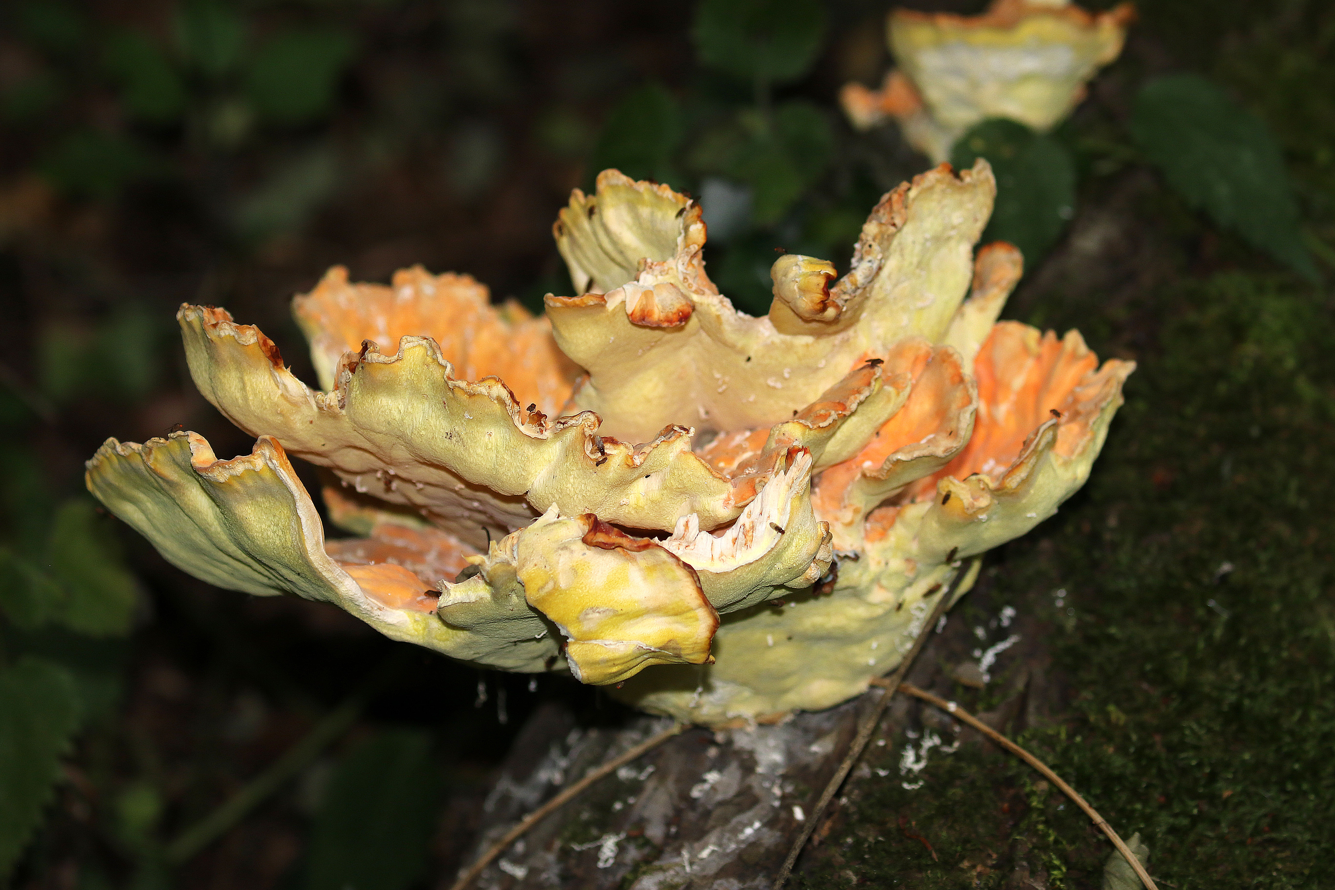champignon de bois 01.JPG